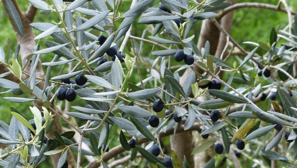 La qualità del compost influenza la fertilità del suolo dell’oliveto
