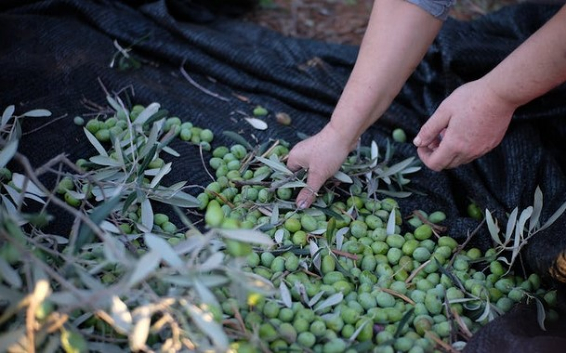 Evo Days on web: le opportunità di finanziamento per la filiera olivicolo-olearia