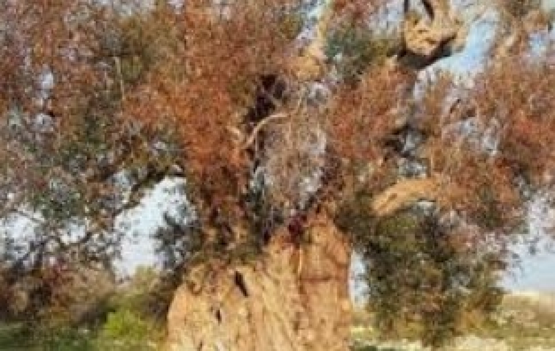 Contro Xylella occorre liberalizzare il brevetto della FS17- Favolosa