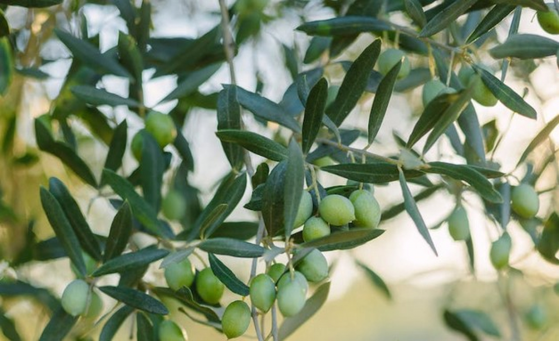Allungare i turni di potatura dell’olivo non compromette la produttività