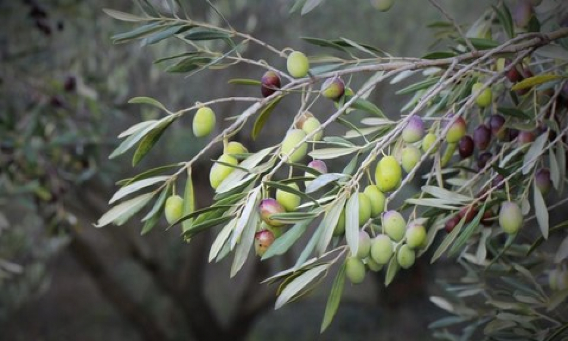 Quando dare azoto e boro per garantire la produttività dell’olivo