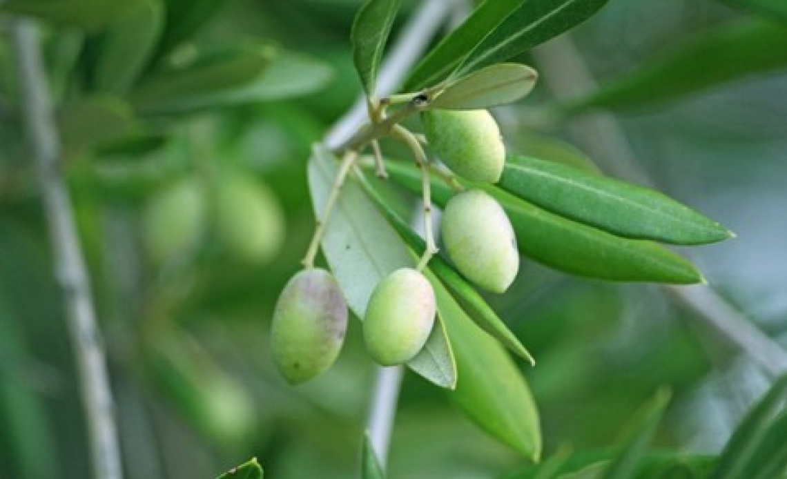 L’impatto del caolino sulla produttività e la qualità dell’olio extra vergine d’oliva