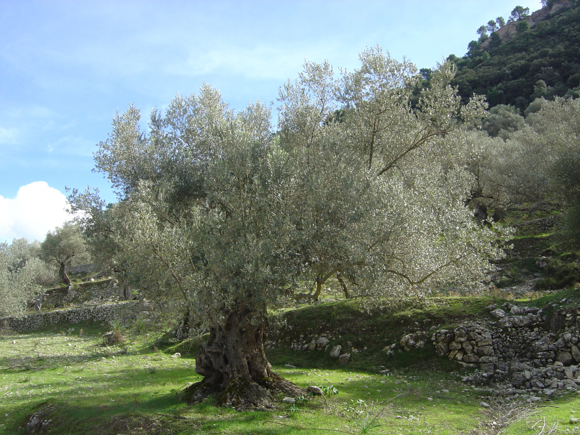 L’efficacia di leguminose e zeoliti sulla produttività dell’olivo