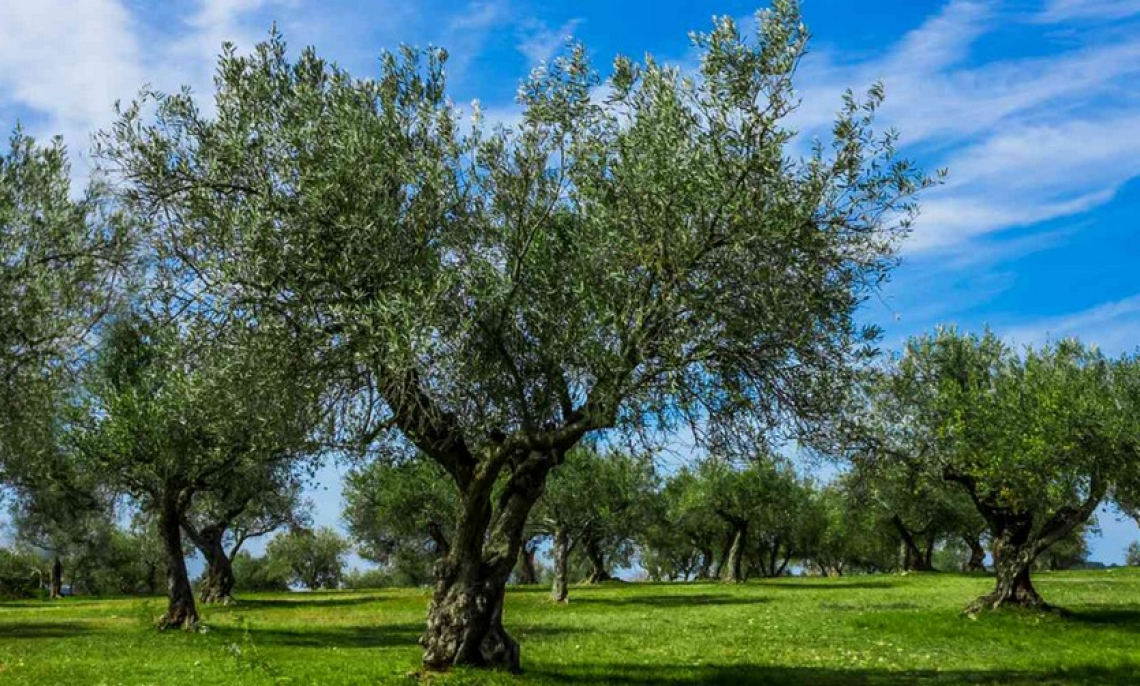 Necessario far ripartire l'olivicoltura italiana
