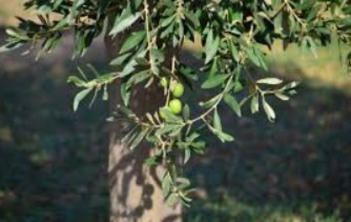 Piano olivicolo e Commissario anti-Xylella: gli impegni del Governo