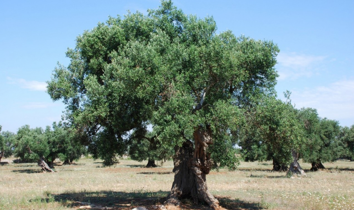 Innesto di cento olivi monumentali contro Xylella fastidiosa