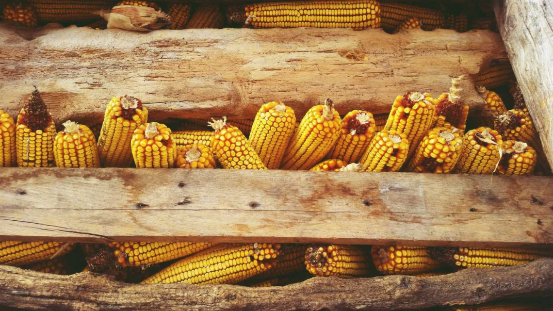 Molta preoccupazione per la campagna cerealicola