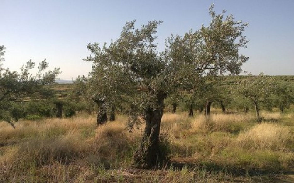 Urea fogliare per l’olivo: benefici e limiti