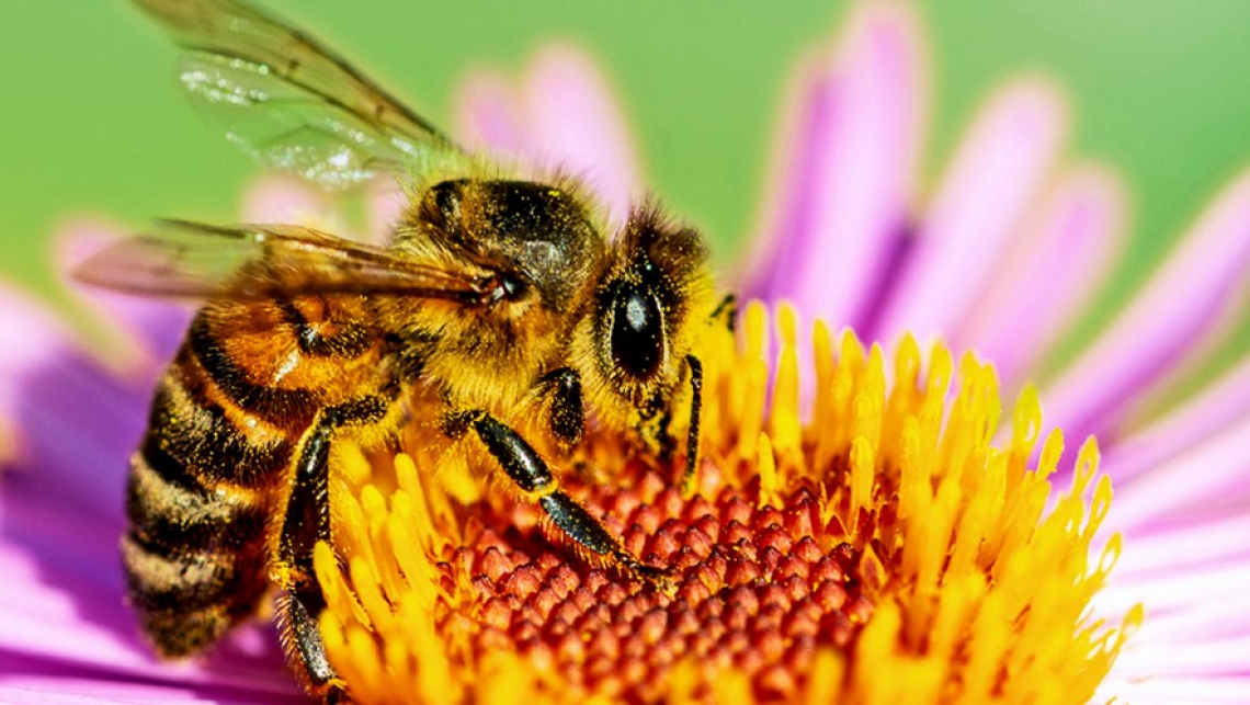 Con i cambiamenti climatici pesticidi sempre più pericolosi per le api