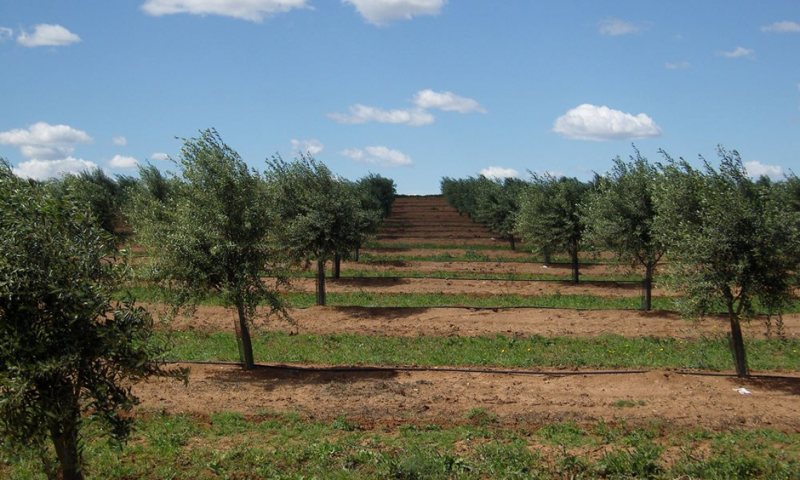 I differenti profili ambientali e di costi dell’olio extra vergine di oliva biologico e convenzionale