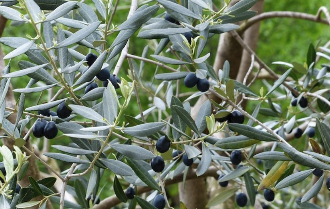 L’effetto dell’irrigazione sull’olio extra vergine di oliva di Leccino