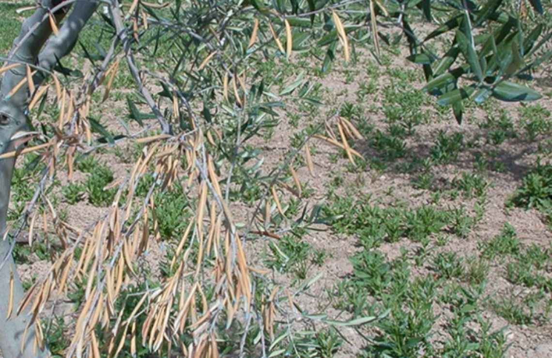 L’effetto di agenti di biocontrollo contro la verticilliosi dell’olivo