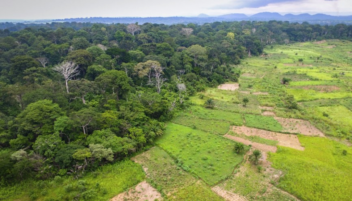 Agricoltura e foreste: il binomio vincente per la tutela ambientale del futuro