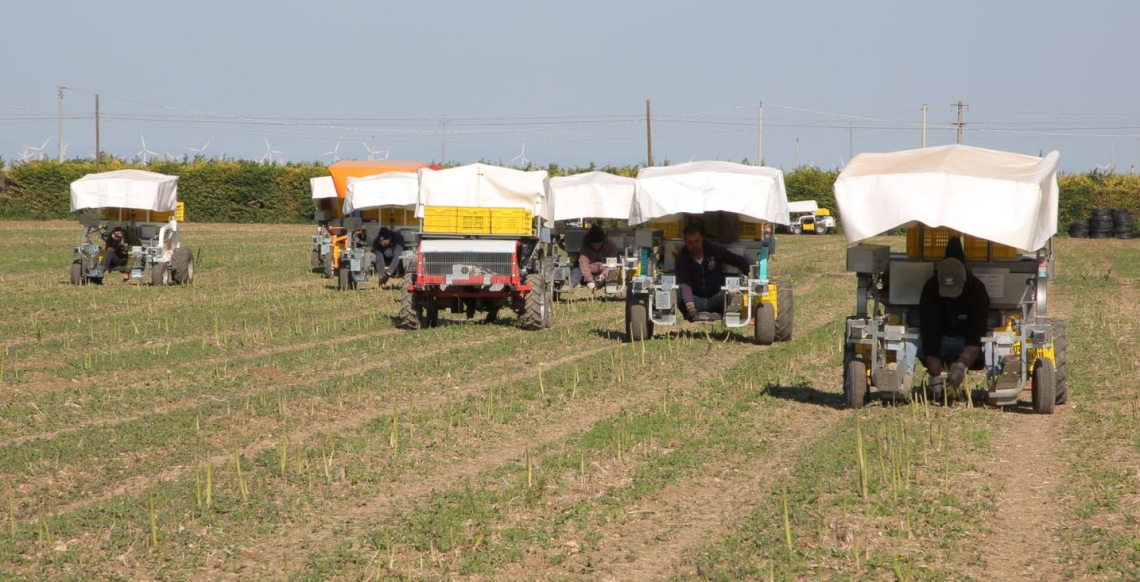 Gli asparagi italiani si raccolgono in go-kart