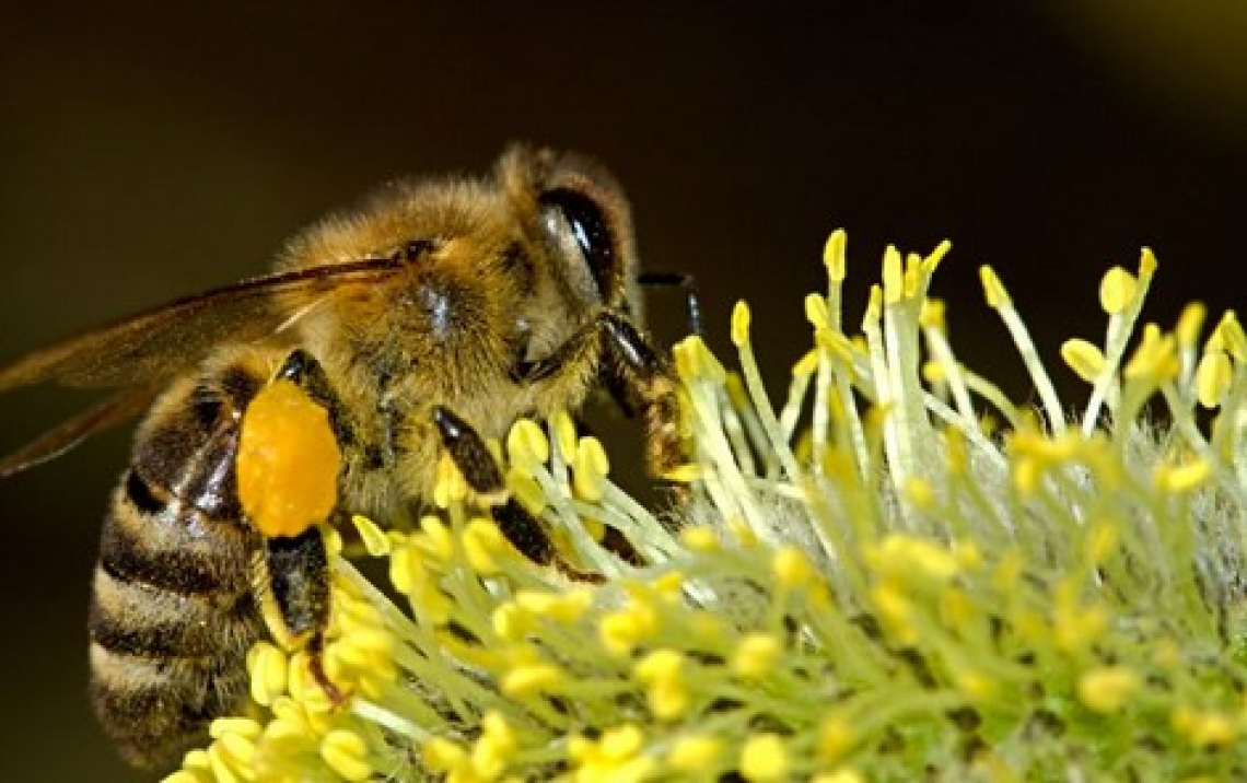 Monitorare la qualità dell'aria grazie alle api