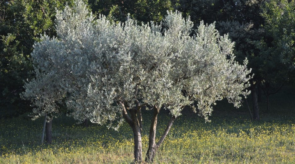 Il silicio nella lotta contro l’occhio di pavone dell’olivo