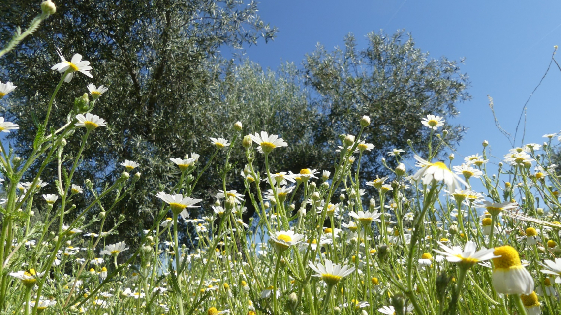 Oliveti intensivi e superintensivi: l’influenza su infestazioni di mosca, tignola e psillide