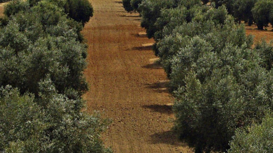 Lavorare il terreno dell’oliveto o lasciare il suolo nudo?