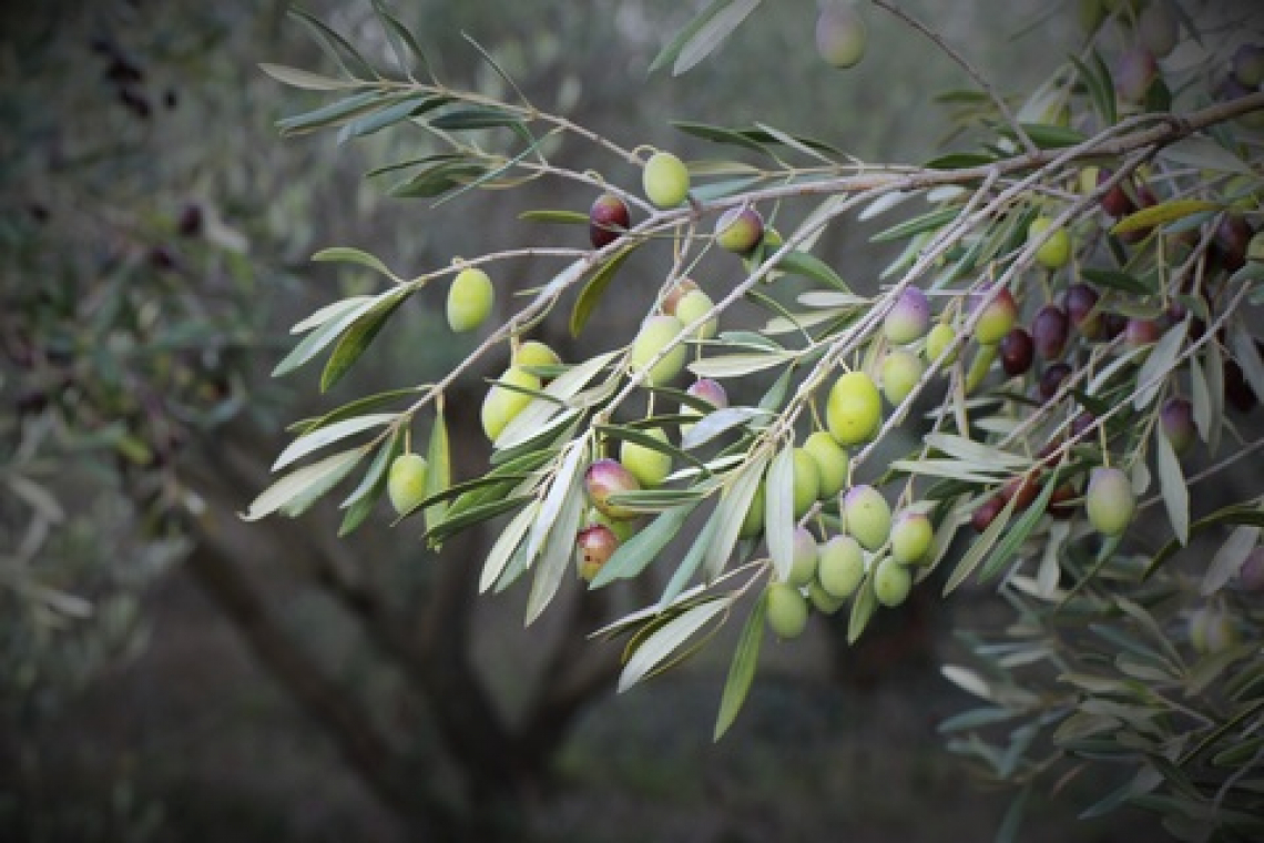 I parametri del frutto e dell’olio extra vergine di oliva più sensibili alle variazioni climatiche