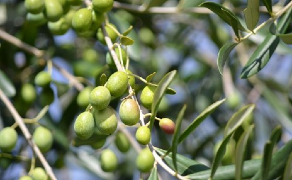 Un futuro possibile per l'olivicoltura dell'appennino