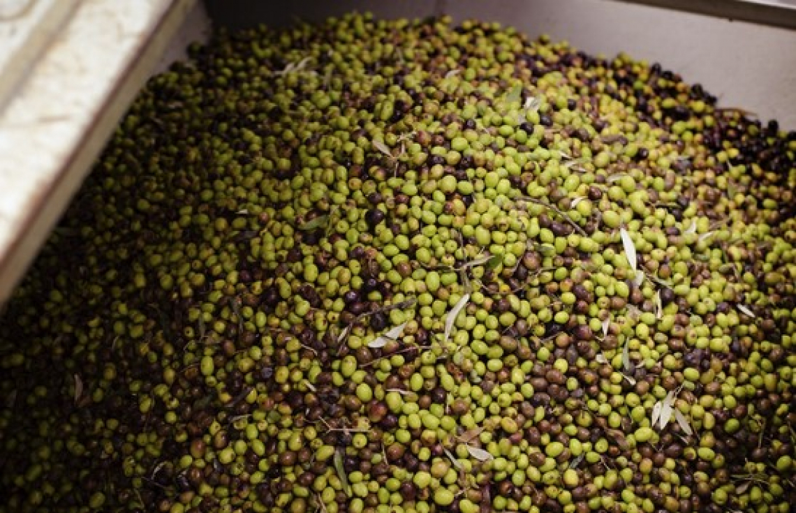L'influenza delle temperature di conservazione delle olive sulla qualità dell'olio extra vergine d'oliva