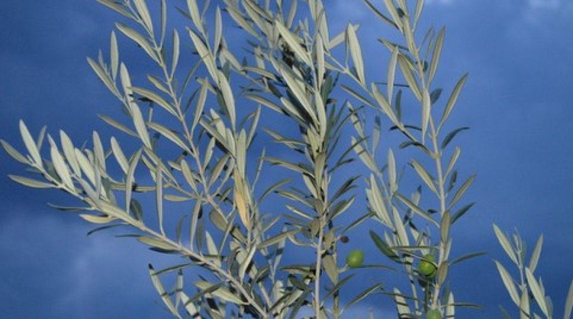 Le temperature letali per i germogli e le foglie dell’olivo più basse di quanto si pensi