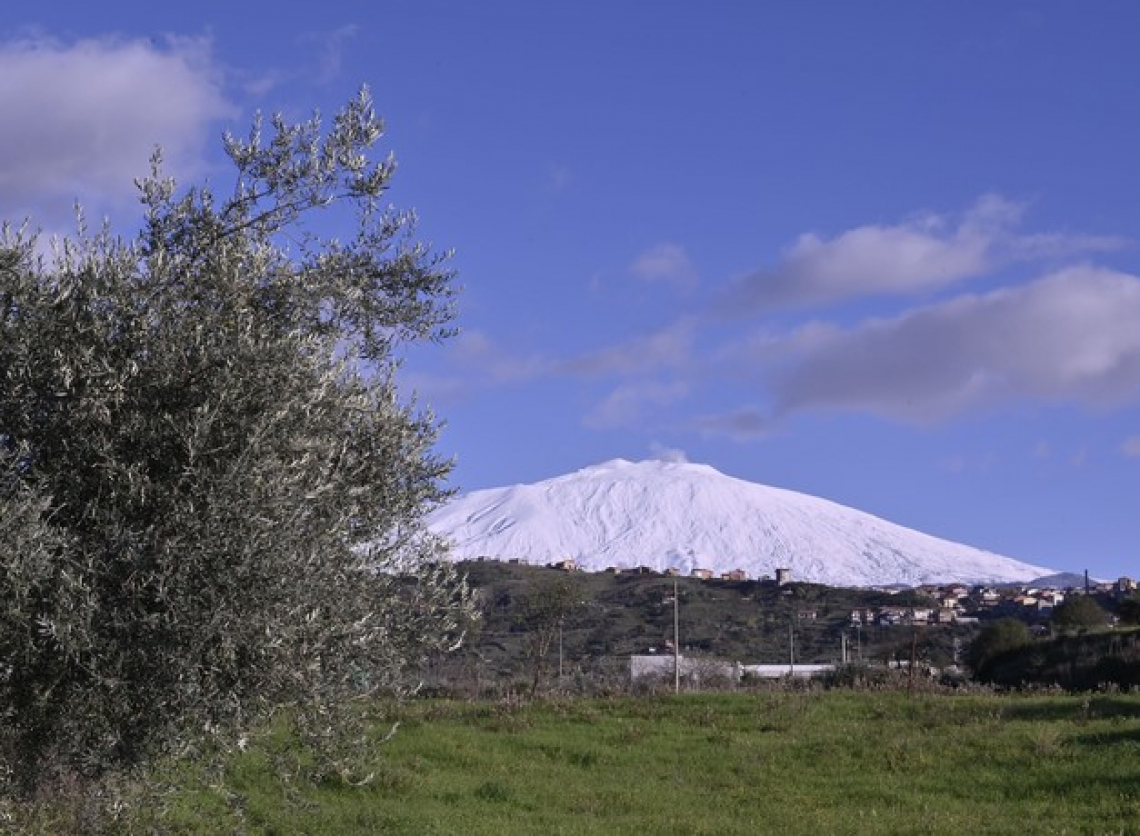 L'olio extra vergine di oliva Dop Monte Etna si racconta