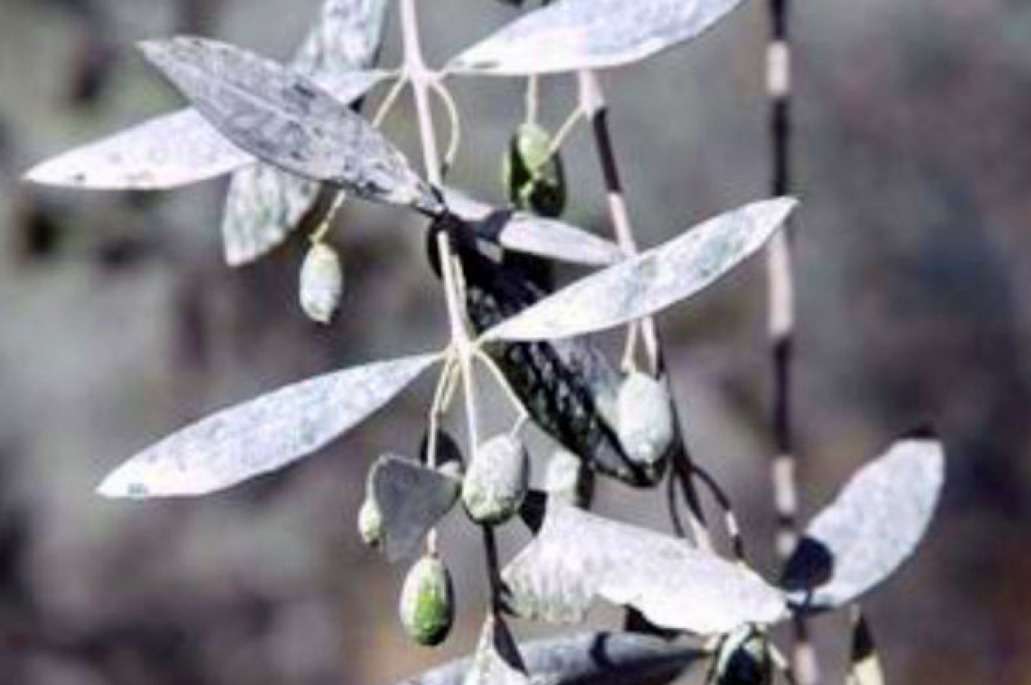 Caolino o zeolite per il controllo della mosca delle olive?