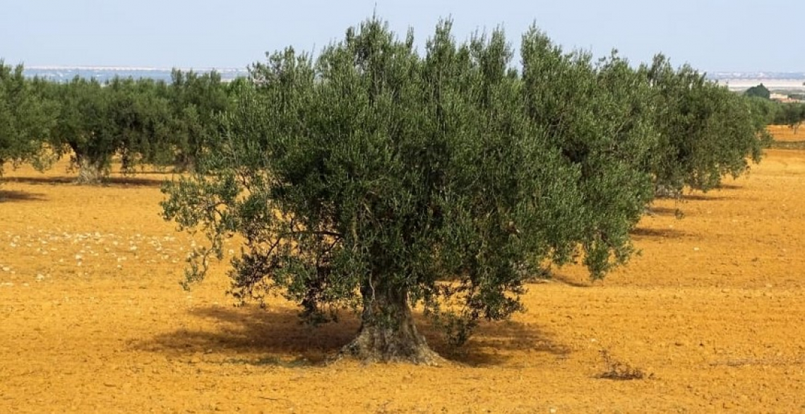L’effetto a lungo termine dell’uso di erbicidi in oliveto