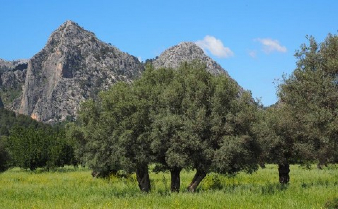 Abbandonati 25mila ettari di oliveto nell'Italia centrale