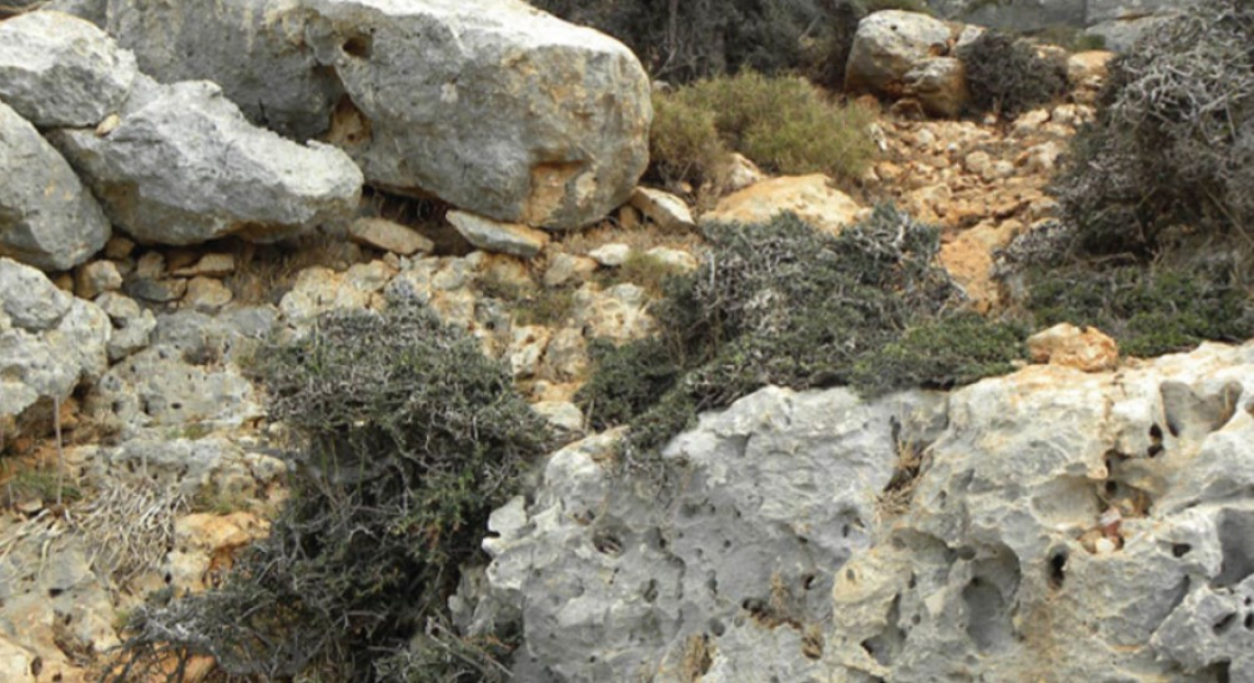 La culla dell’olivo in Galilea dove esiste ancora la varietà sylvestris selvatica