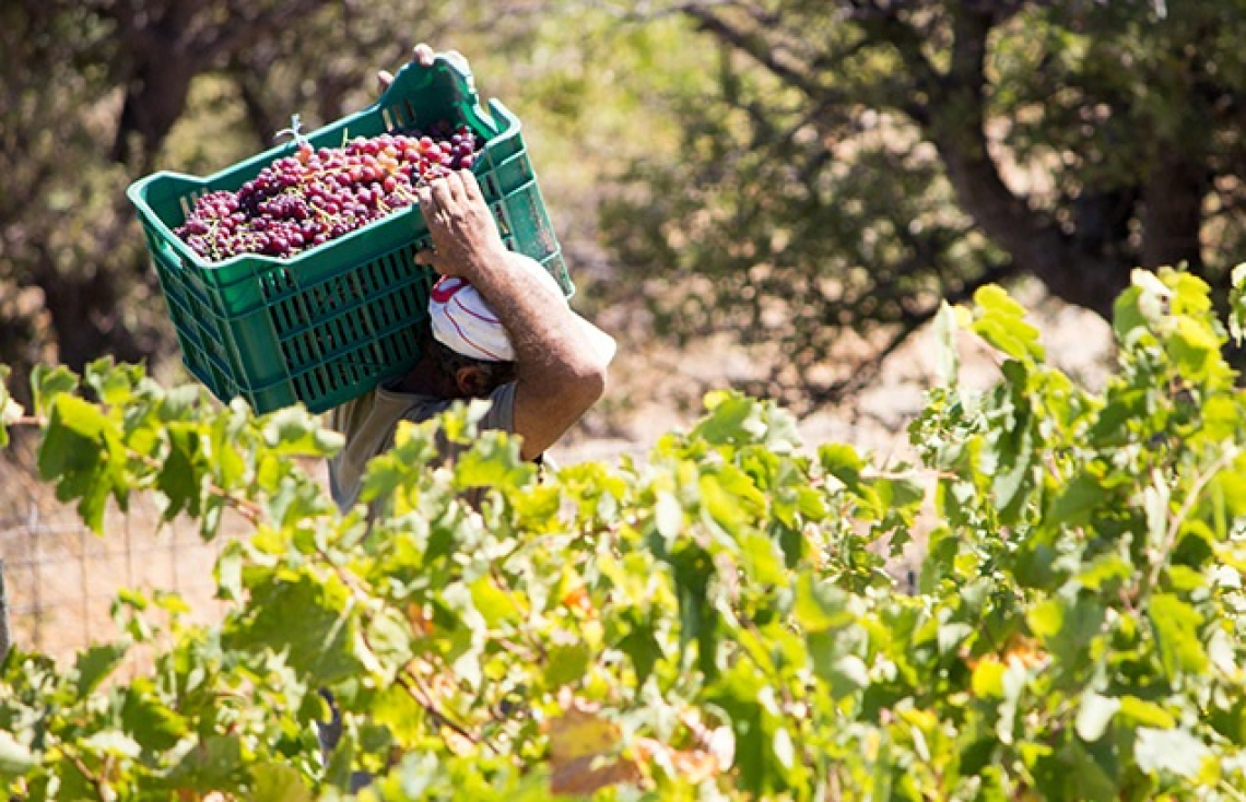 La viticoltura ininfluente per la sicurezza alimentare europea