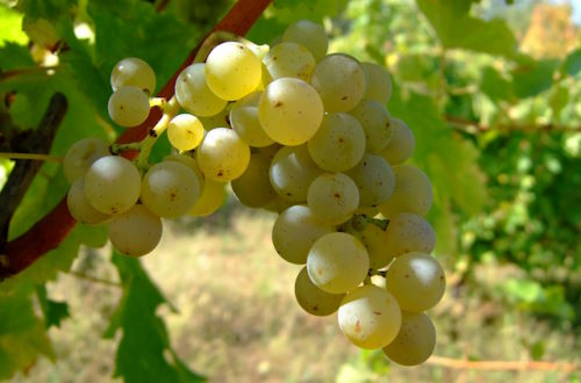 L’influenza di aumento della CO2, delle temperature e siccità sulla produttività e qualità della produzione vitivinicola