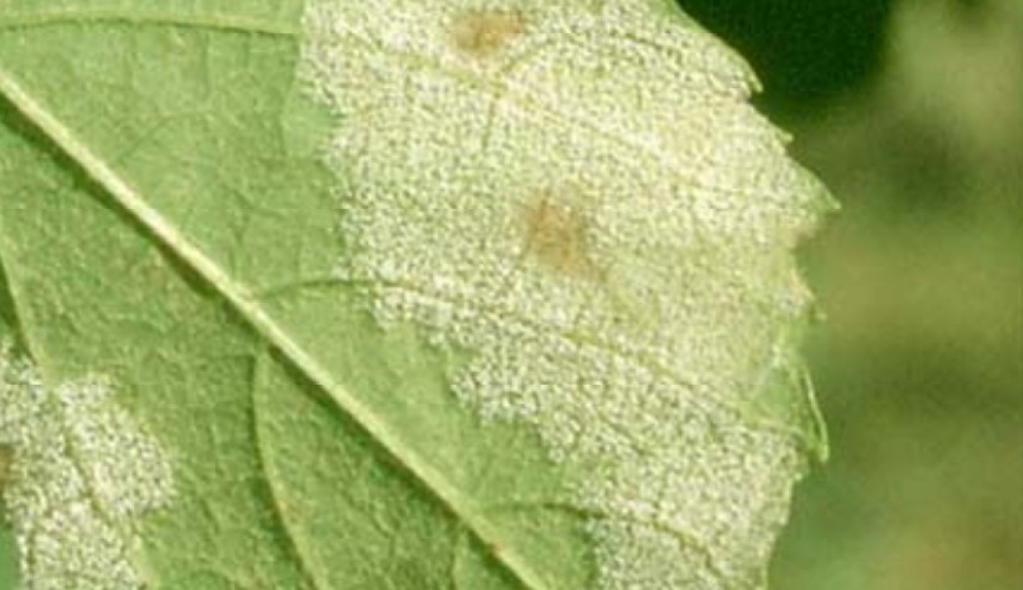 L’influenza delle alte temperature sulla peronospora della vite