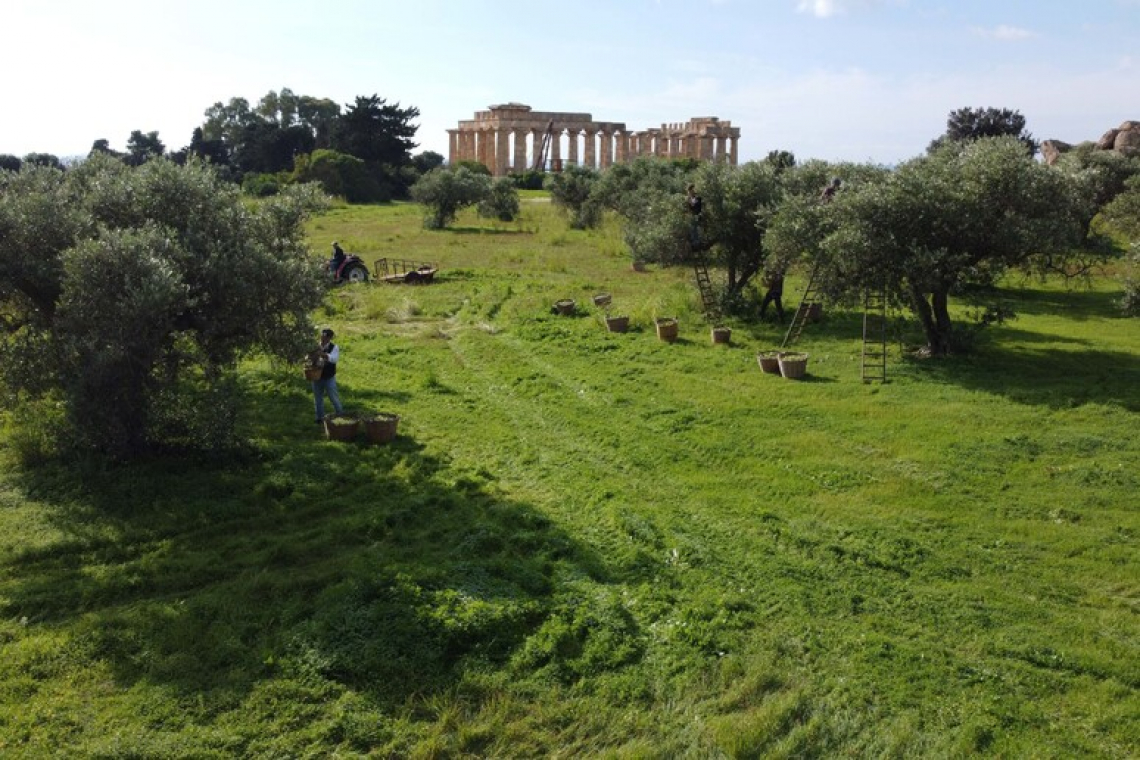 Si torna a far l'olio d'oliva a Selinunte: oggi è il parco archeologico più esteso d'Europa