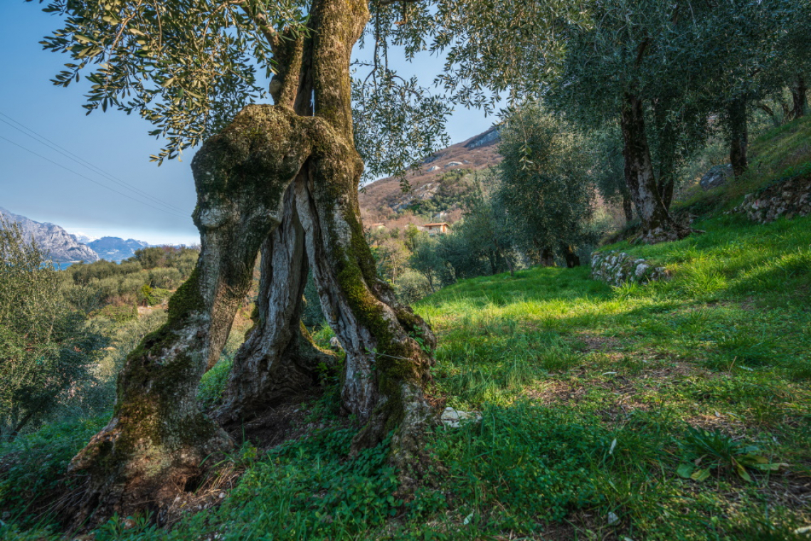Un suggerimento per aiutare l’olivo durante lo stress idrico