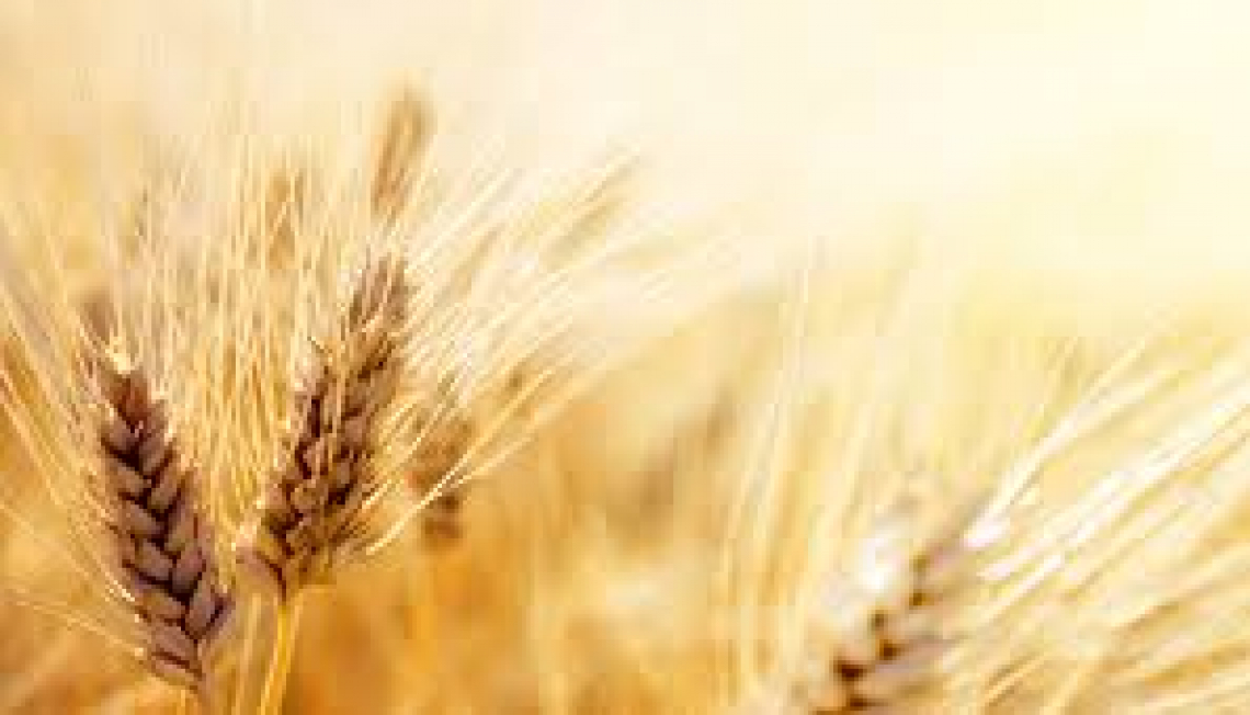Il prezzo del grano duro nel 2023 e lo scenario nel futuro