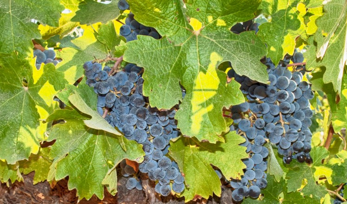 L'uso di trattamenti fogliari di calcio e silicio per migliorare la qualità del'uva