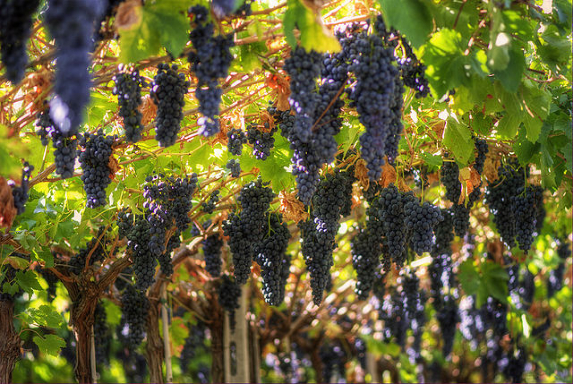 Al via la prima vendemmia turistica regolamentata in Italia