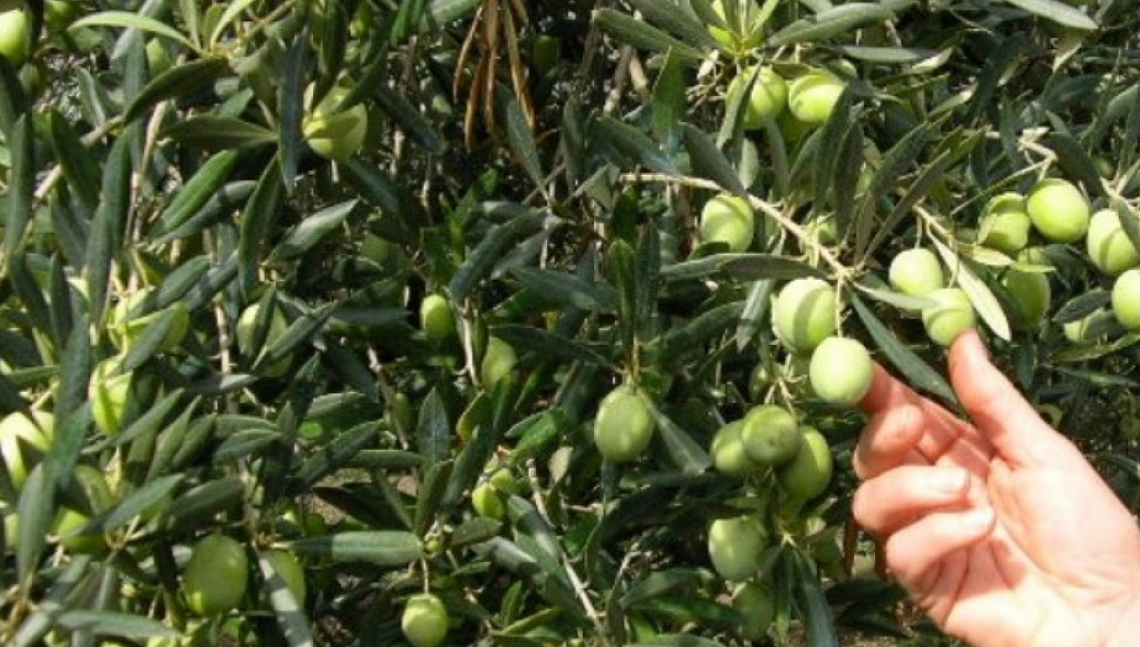 Le olive da tavola e l'Ascolana tenera: l'approfondimento scientifico