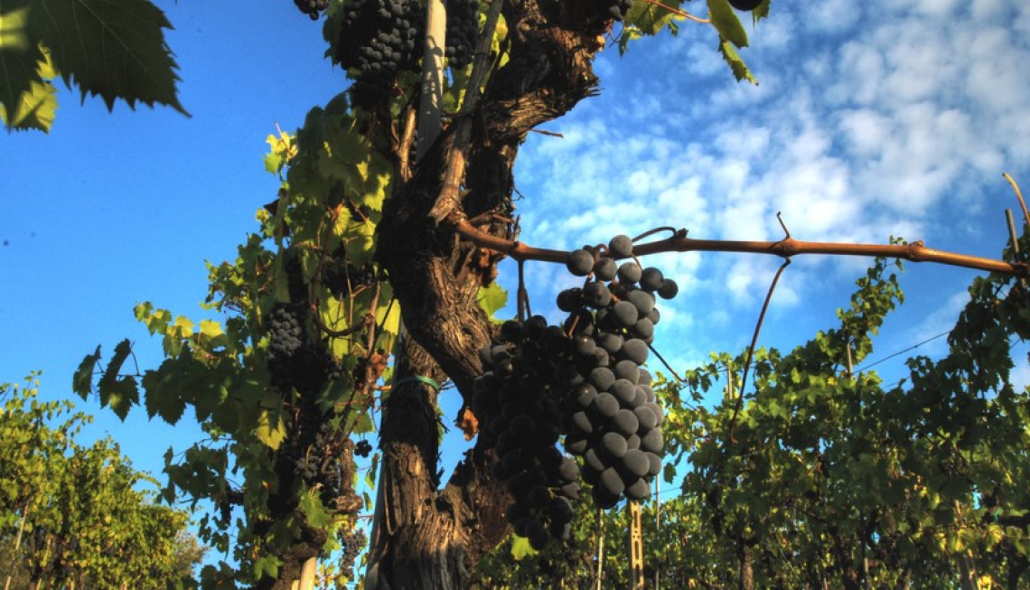 Le concentrazioni di quercetina superano i limiti critici per la formazione di depositi nei vini Sangiovese