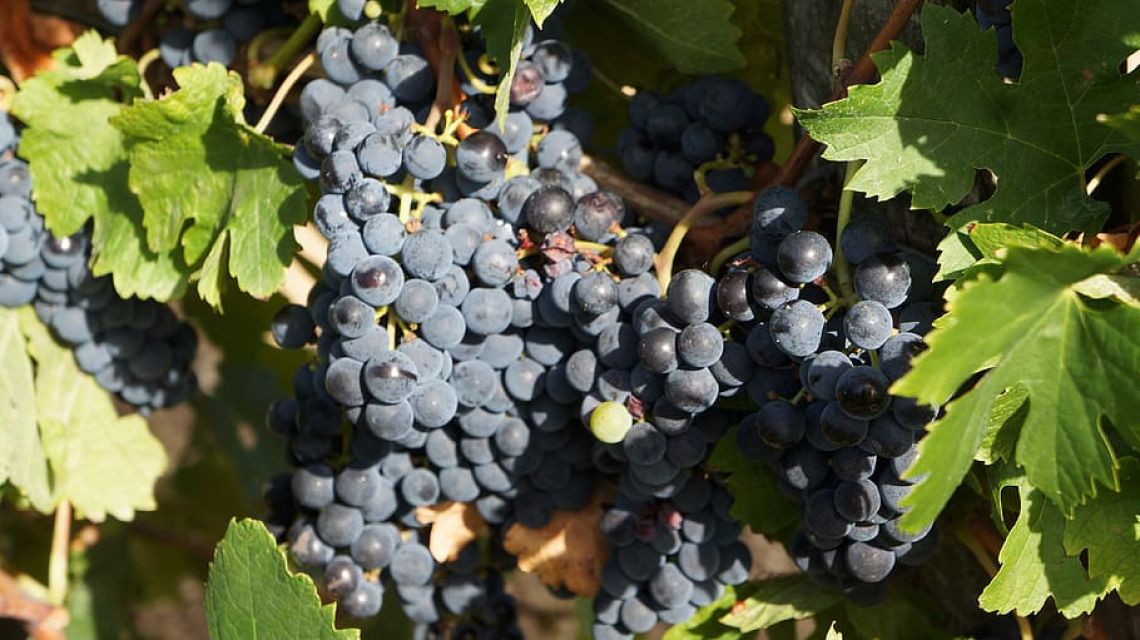 Composizione delle uve di Merlot e caratteristiche sensoriali del vino in base al diverso rapporto tra area fogliare e grappolo