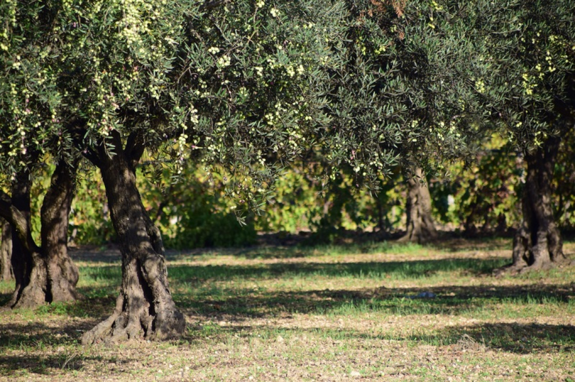Olivicoltura: pratiche agronomiche innovative e sostenibili contro i cambiamenti climatici