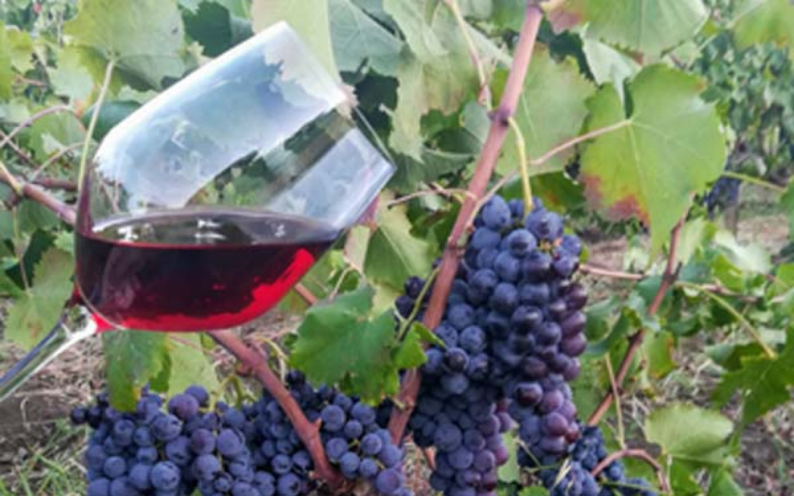 L'export di vino del Veneto comincia la frenata