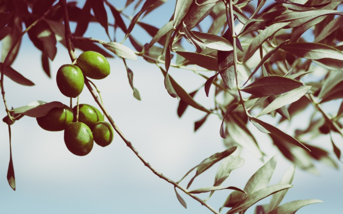 Salvare gli oliveti dell'olio d'oliva Igp Campania
