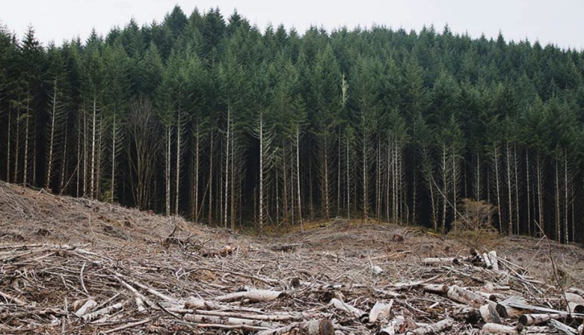 Le foreste indispensabili per la sostenibilità della Terra