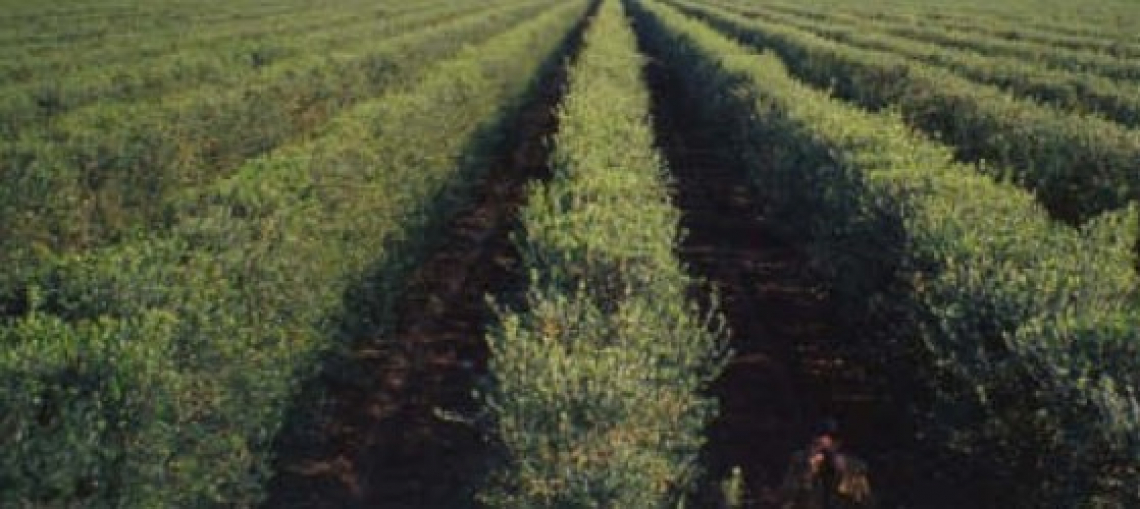 Ecco quanto inquinano gli oliveti superintensivi