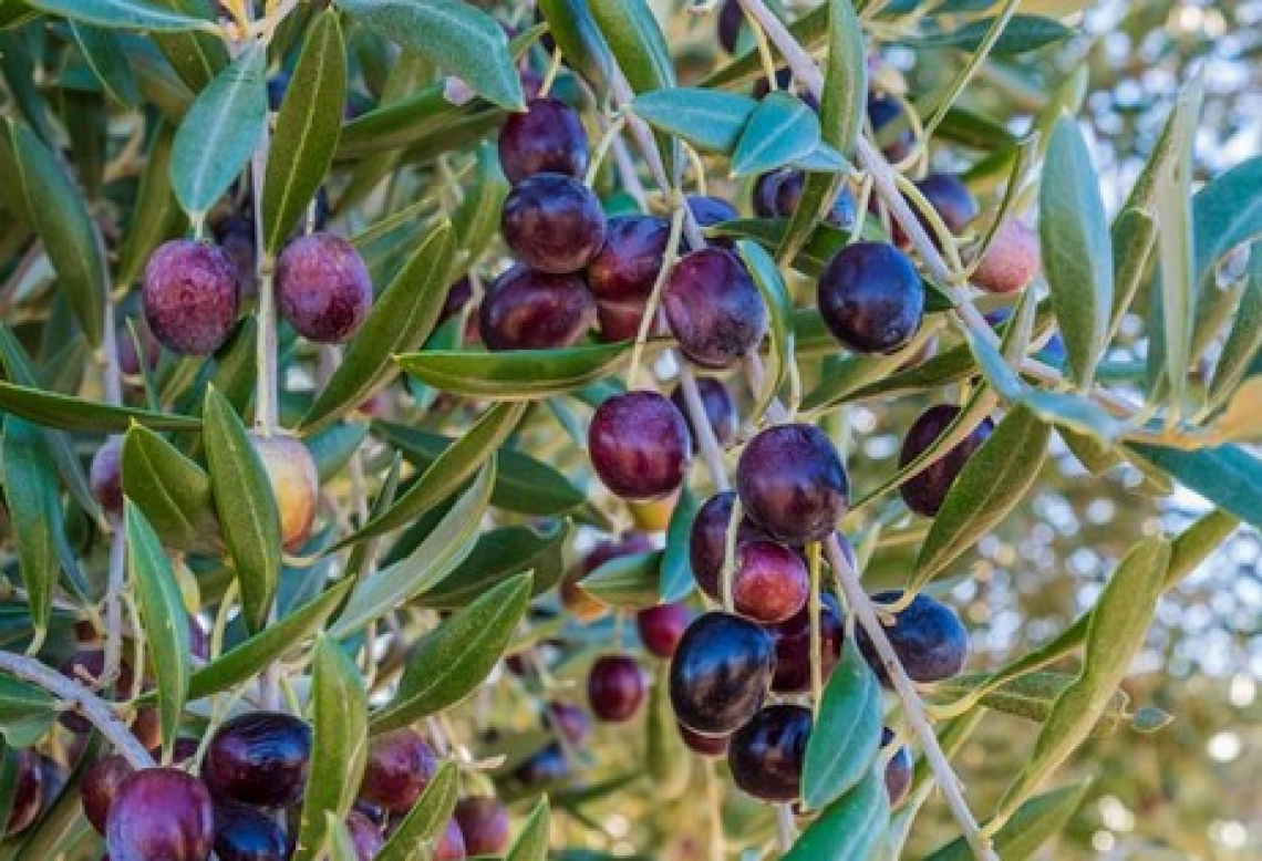 Indice di maturazione, zuccheri e olio nell’oliva: i parametri per calcolare il momento ideale per la raccolta