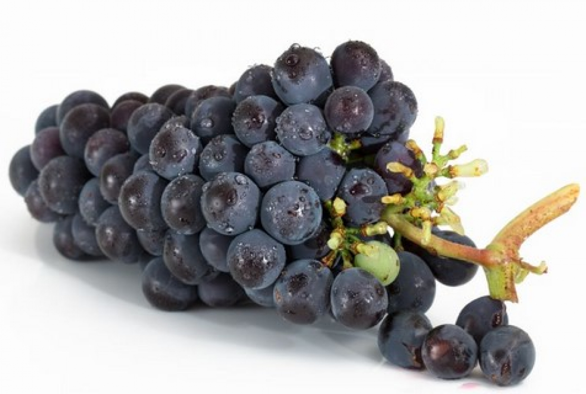 L’effetto dell’aumento dell’anidride carbonica sulla qualità delle uve