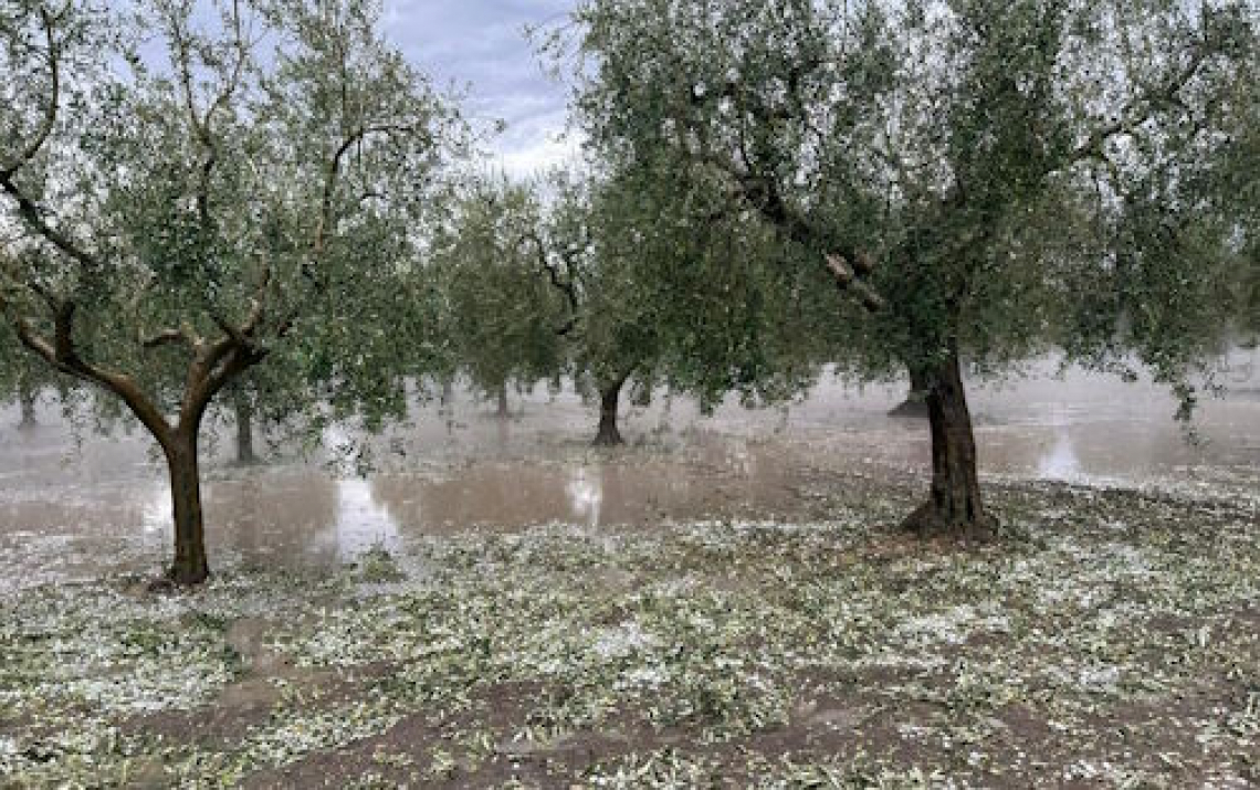 Allarme grandinate per la raccolta delle olive in Puglia